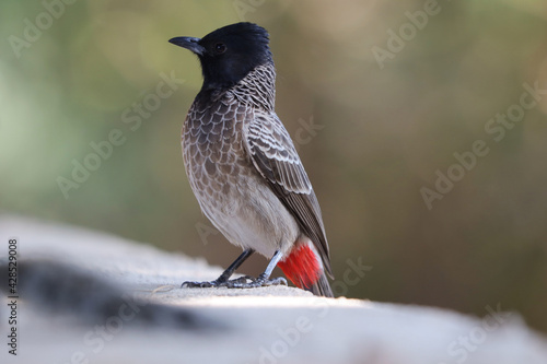 Selective focus shot of a Red-vented bulbul outdoors