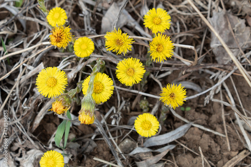 Bright yellow spring flowers of mother and stepmother (lat. tussilago ) used in medicine.