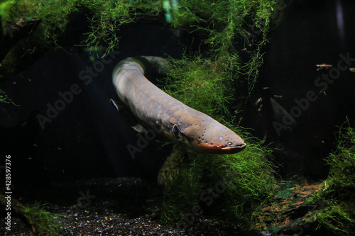 An electric eel emerges from the algae. Visible his head, fins, eye. It's dark in the background.