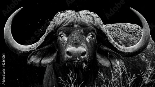 Monochrome portrait of a large African buffalo bull with impressive horns