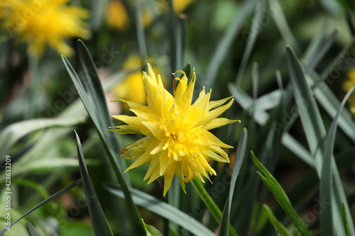 Yellow Narcissus 'Rip van Winkle' double daffodil in flower