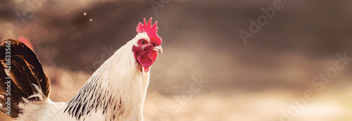 A white cock, rooster walking freely in nature in spring, male chicken bird. 