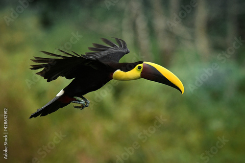 Yellow-throated (Black-mandibled) Toucan - Ramphastos ambiguus is a large toucan in the family Ramphastidae found in Central and northern South America. Flying black and yellow bird in the forest