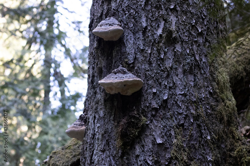 mushroom on tree