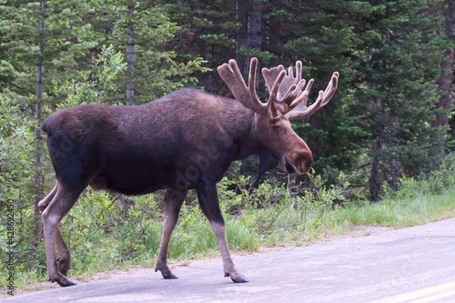 massive bull moose walking along roadside