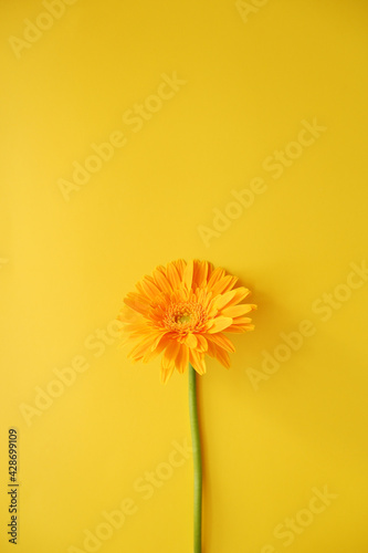 A yellow Gerbera flower on yellow background. Spring and Summer greeting. greeting card, poster, postcard. ガーベラと黄色の背景、春、夏の背景、フローラル背景