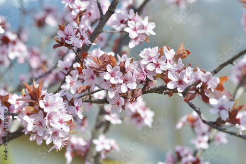 flowers of an ornamental prunus tree blooming in springtime