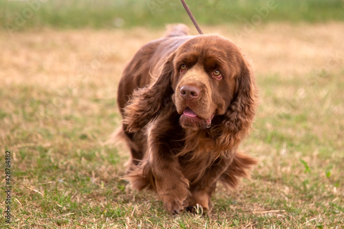 Prize winning Sussex Spaniel with ectropion