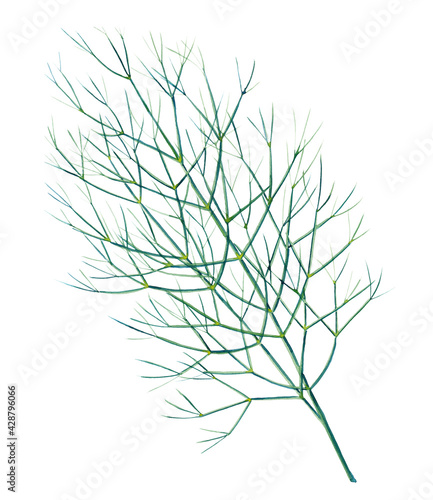 Green branch of dill isolated on white background. Watercolor hand drawn illustration.