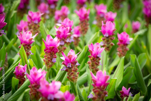Pink Krachiew flower field, selective focus. A field of fuchsia pink flowers contrasting with green leaves gives a bright color.