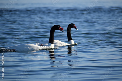 cisne cuello negro