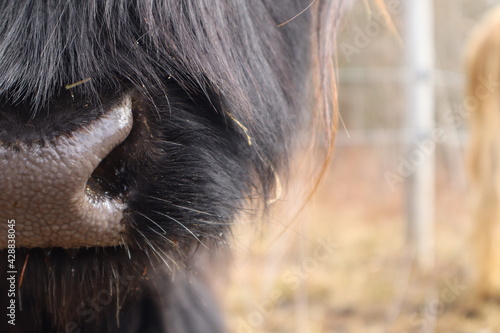 hairy cow nose