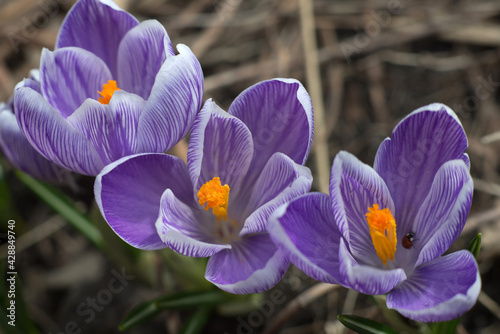 three spring crocus flowers