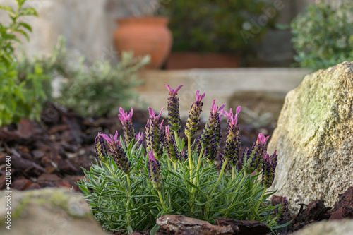 Spanish lavender plant with flowers in the garden in spring