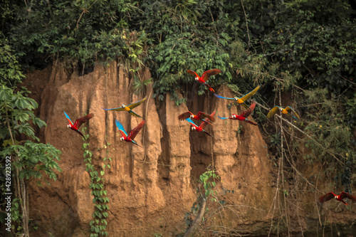 Vida Silvestre - Amazonía Peruana