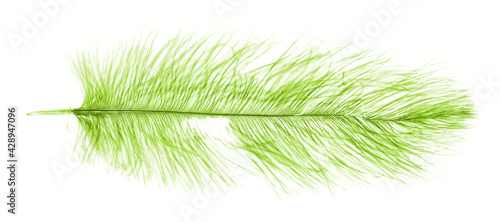 Green ostrich feather isolated on white