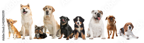 Group of different cute dogs on white background. Banner design