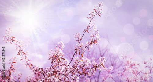 Spring branches of blossoming tree on pink bokeh background. 