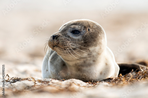Seal on the beach on the Baltic Sea.