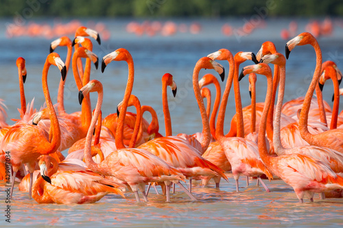 American aka Caribbean flamingos Phoenicopterus ruber at the lagoon of Celestun, Yucatan, Mexico