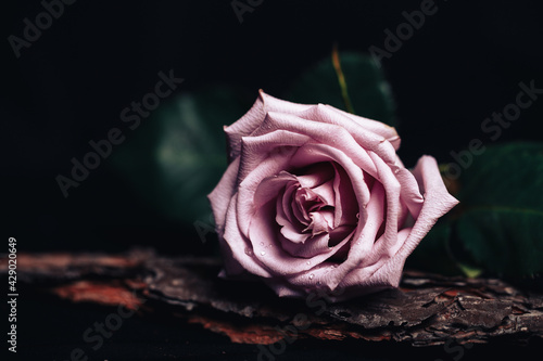 Beautiful fresh rose of pink color on a black background. Place for text. Photo for a greeting card