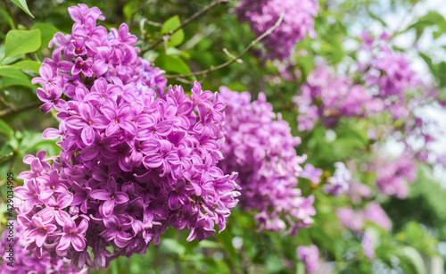 Purple Lilac Bush in Full Bloom