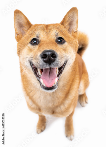 Adorable friendly smiling and looking at camera red haired dog Shiba Inu on white background. Happy pet positive exited emotions making friends with you. Silly funny look. Top view from above. 