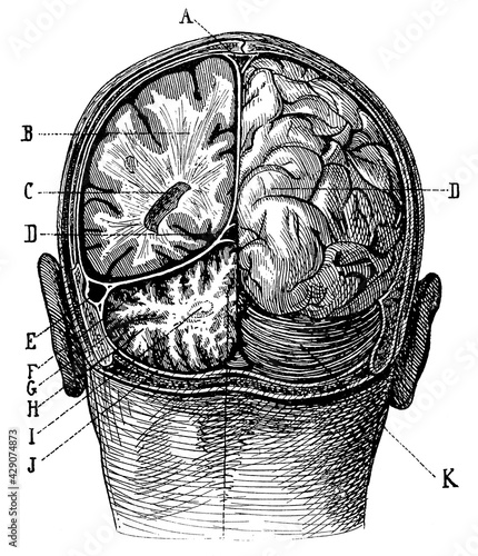 Skull: Location of the cerebrum and cerebellum in the cranial cavity. Illustration of the 19th century. Germany. White background.