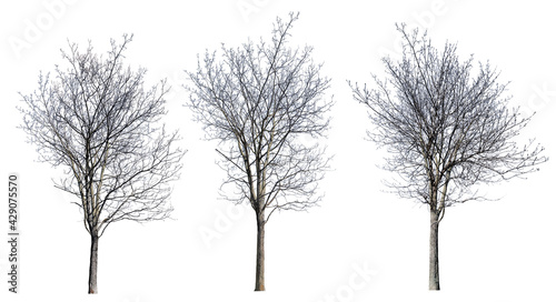 isolated three dense bare winter trees