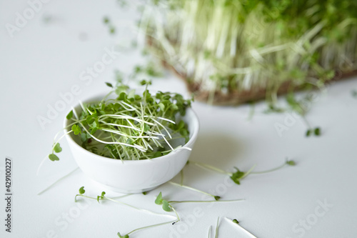 Microgreen arugula sprouts in bowl on white table. Cutted micro greens in bowl