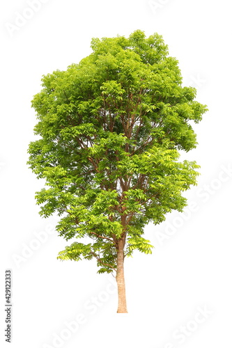 Isolated mahogany tree on white background for landscape design usage