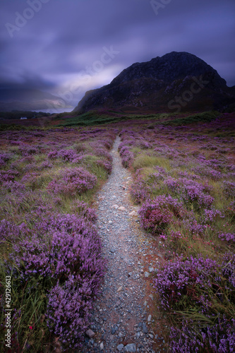 colourful heather surrounding path leading to mountain in Assynt, scotland.