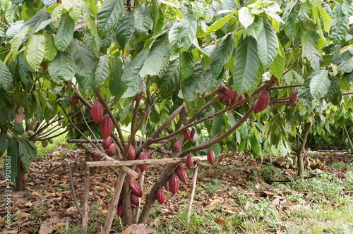 Cacao Tree (Theobroma cacao). Organic cocoa fruit pods in nature.