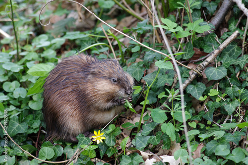 ein bisam (ondatra zibethicus) in freier wildbahn