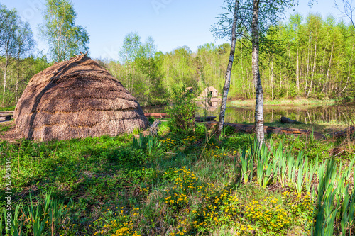Hut and flowering Marsh marigold flowers in a swamp