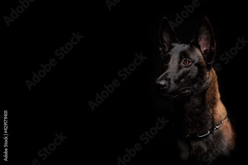 Belgian Malinois dog poses in the studio