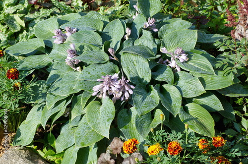 Blooming blue hosta (Lat. Hosta hybrida Halcyon) in the garden