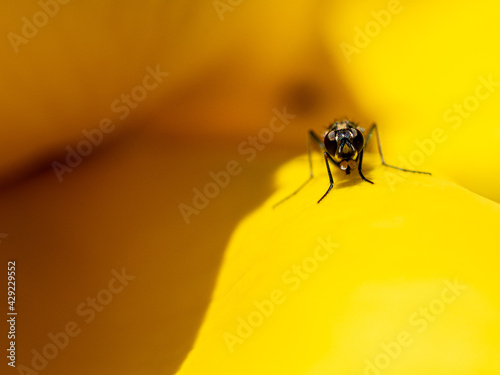 mosca posada sobre una flor amarilla