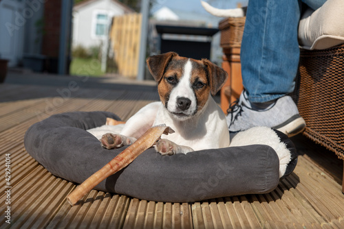 Cute Jack Russel with treat outdoors in summer 