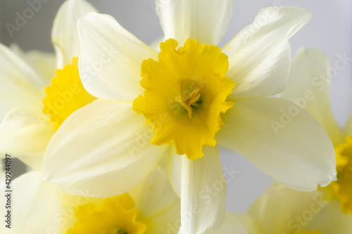 Bouquet of yellow daffodils close up