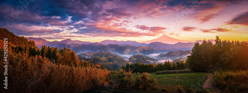 Panorama image of Mt. Fuji with green tea field at sunrise in Shizuoka, Japan.