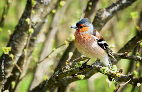 Finch bird (Fringilla coelebs) sits on tree branch on bright spring greenery background