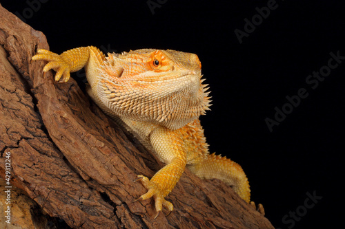 Bearded Dragon (Pogona vitticeps).