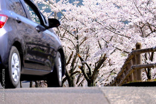 自動車が走る桜並木のローアングル