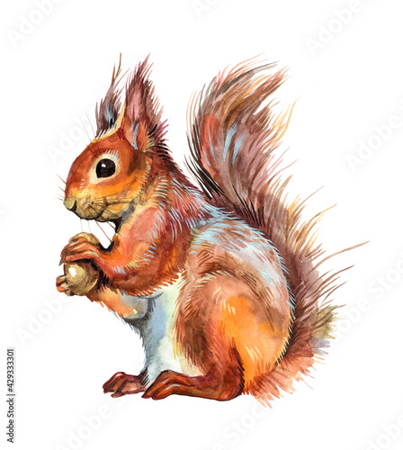 Watercolor sitting squirrel with a nut. Winter animal illustration.