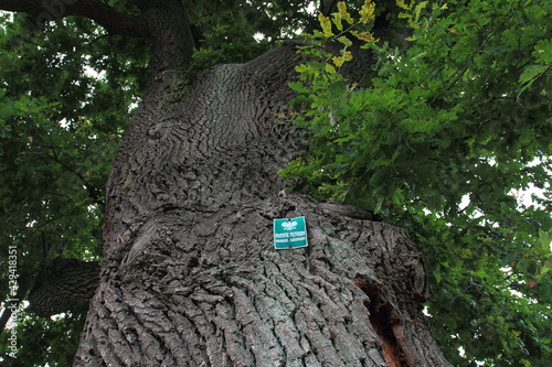 Natural monument sign on an old oak tree, Poland