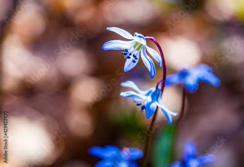 Close-up of tender flowers of blue spring scilla siberica on nature forest background, selective soft focus