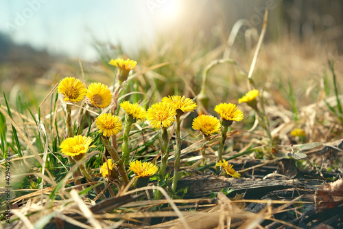 Coltsfoot flowers (Tussilago farfara) macro on meadow. early spring season. beautiful first spring seasonal yellow coltsfoot flowers, natural background