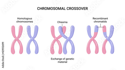 Vector illustration of Chromosomal crossover or crossing over. Exchange of genetic material