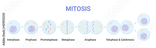 Vector illustration of Mitosis phases. Cell division